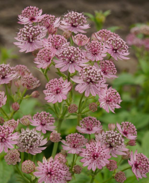 Long - Flowering Astrantia Collection 