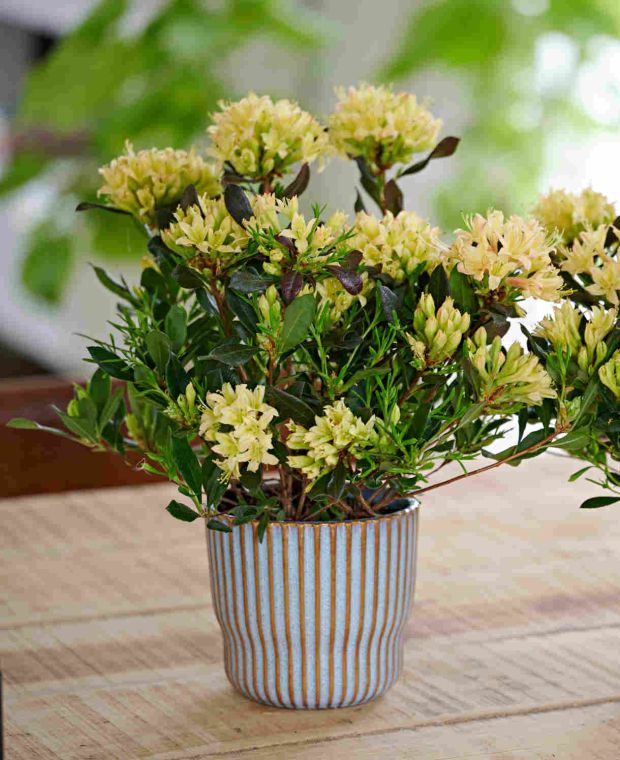 Rhododendron Parfumollis Yellow 