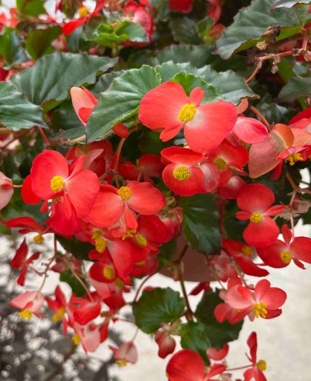 Begonia Hula  Red