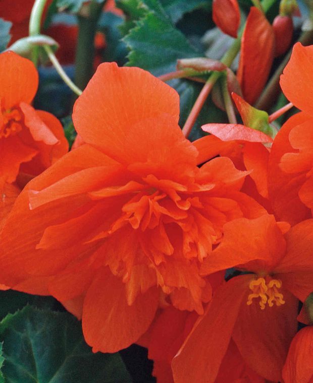 Begonia Illumination Orange