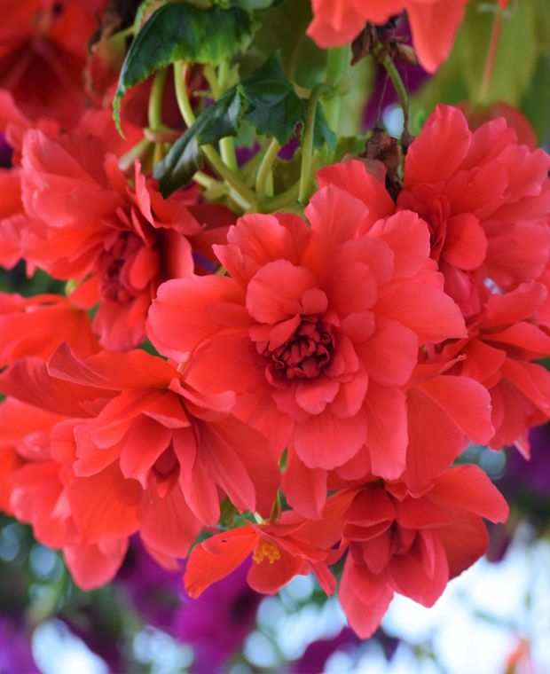 Fiery Begonia Collection 