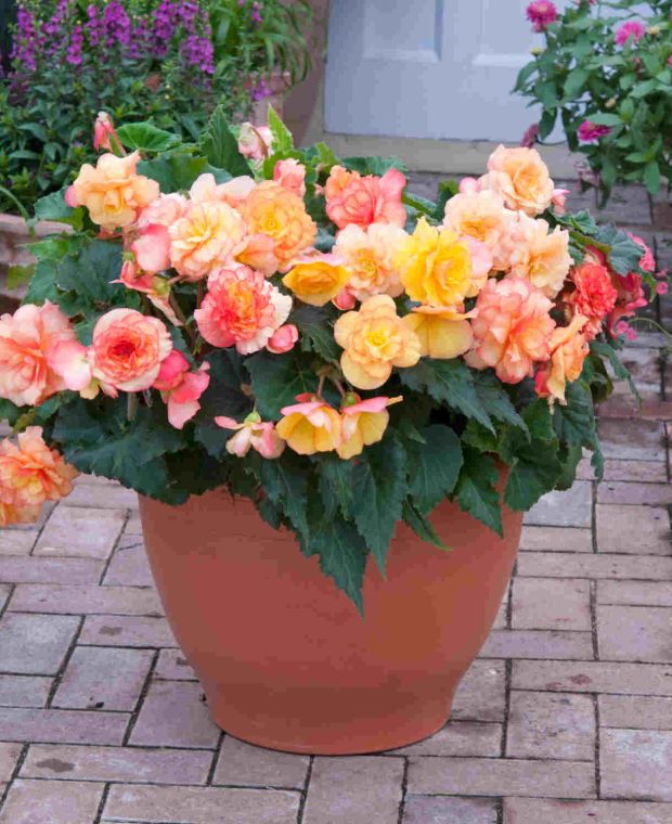 Begonia On Top Sunset Shades