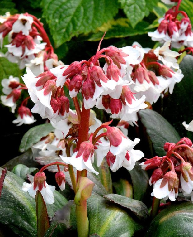 Festival of Fall Bergenia Collection