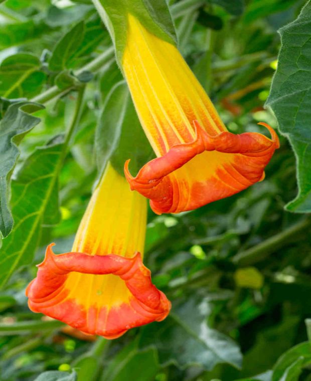 Brugmansia Red Yellow