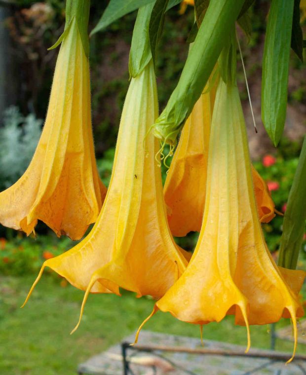 Brugmansia Yellow