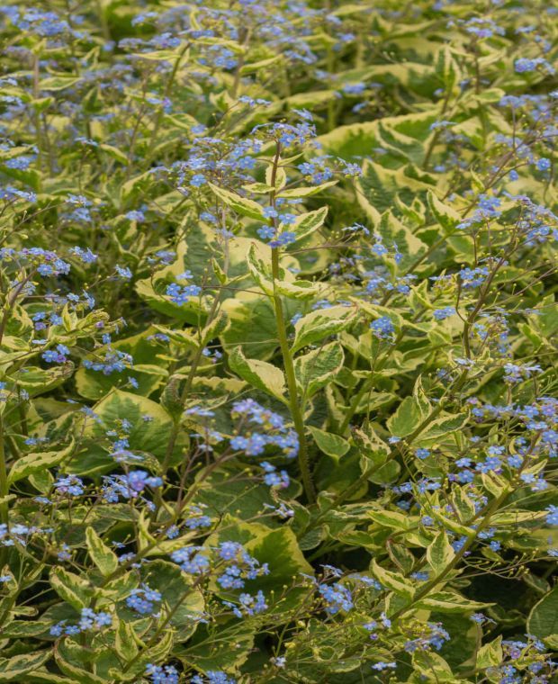 Brunnera macrophylla Hadspen Cream