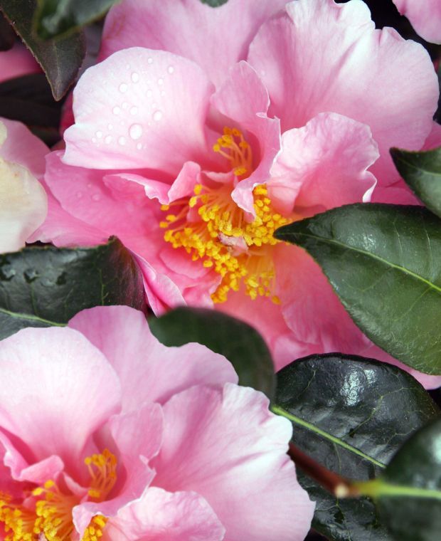 Camellia High Fragrance
