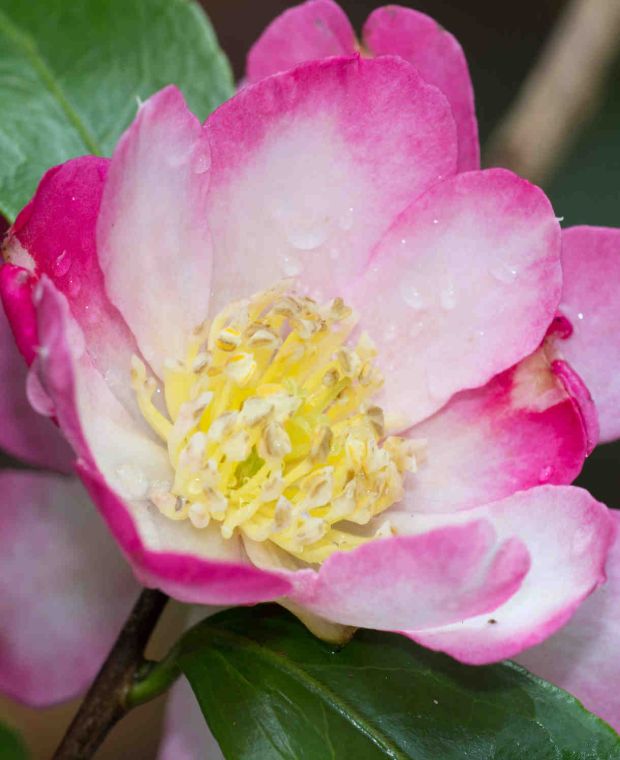 Camellia sasanqua Versicolor