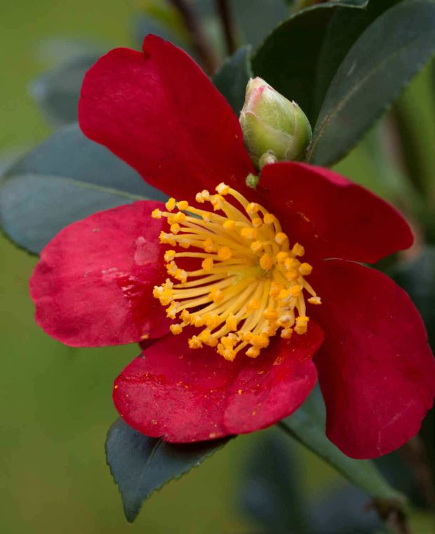 Camellia sansanqua 'Yuletide'