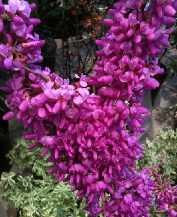 Spectacular Cercis Collection