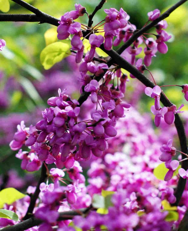 Sociable Cercis Collection