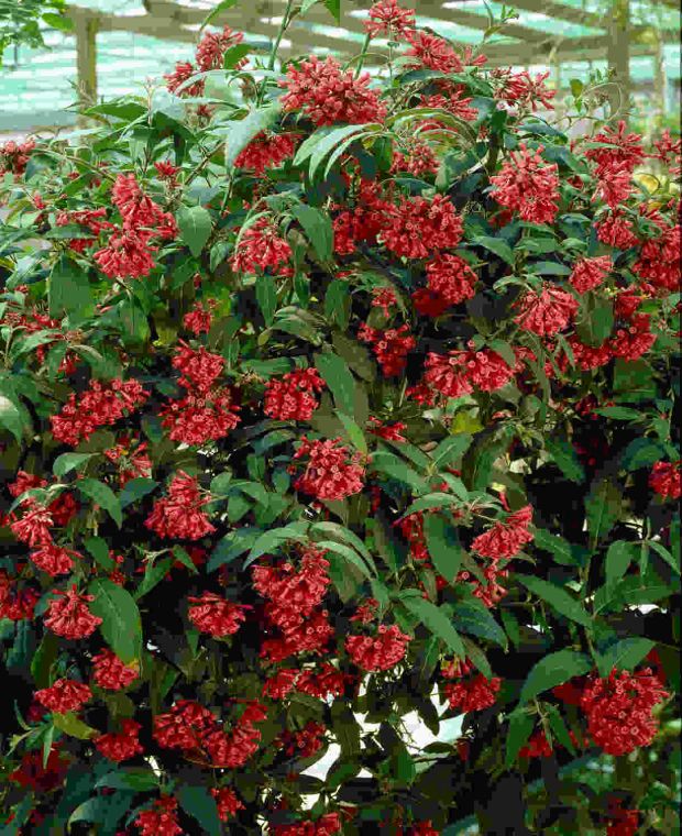 Sweet Cestrum Collection