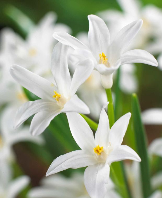 Chionodoxa luciliae Alba