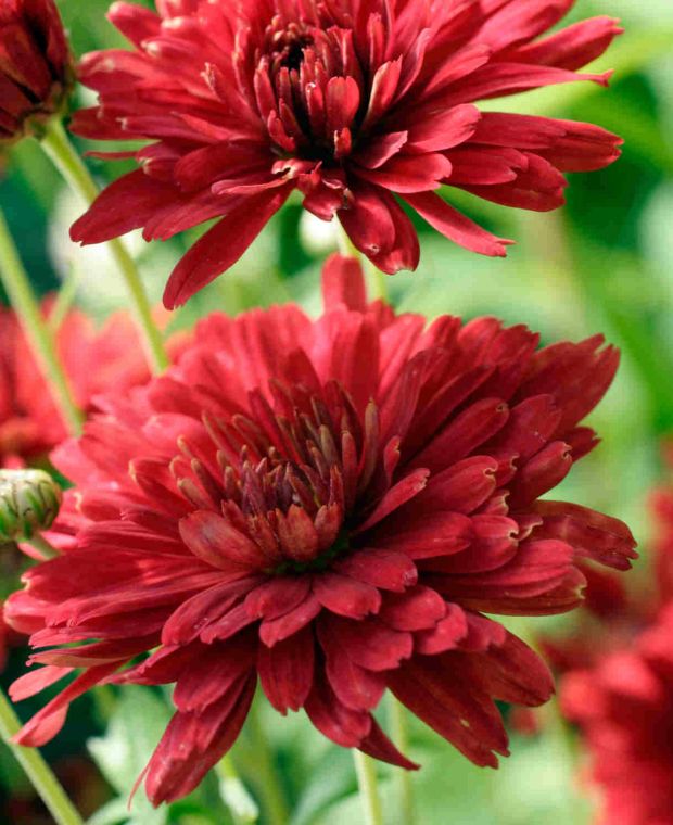 Chrysanthemum Duchess of Edinburgh