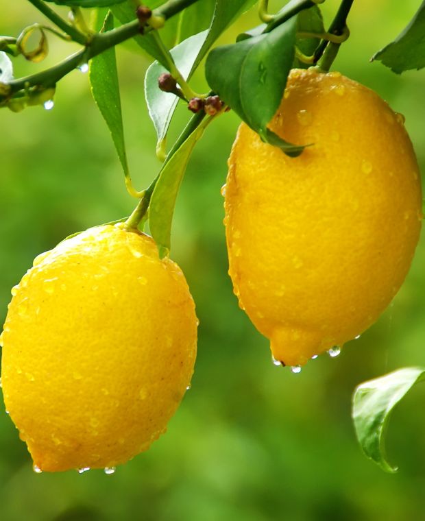 Citrus limon Lemon
