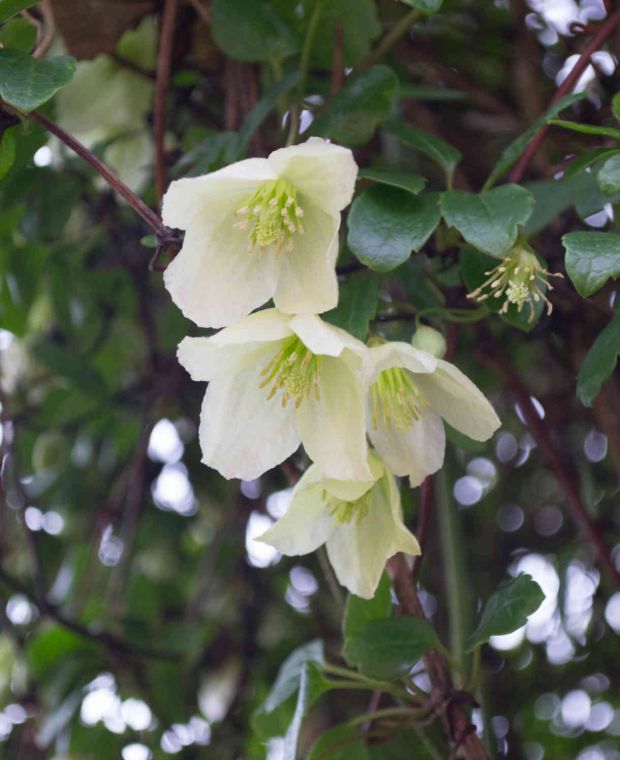 Clematis Evergreen  Flower Collection