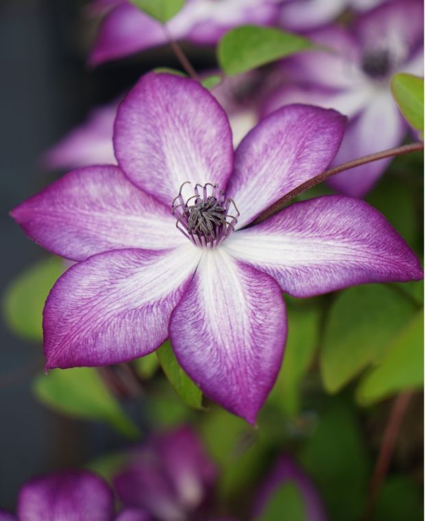 Clematis Lavallee