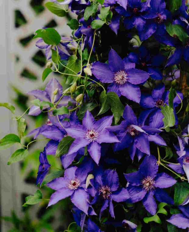 Petite Clematis Collection