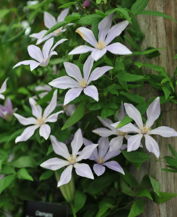 Clematis Scented Clem