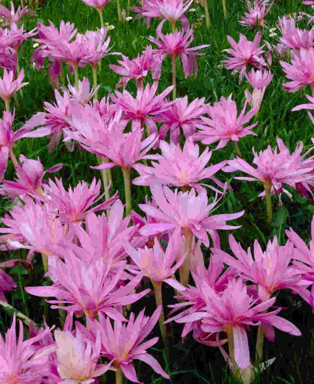 Colchicum autumnale 'Pleniflorum'