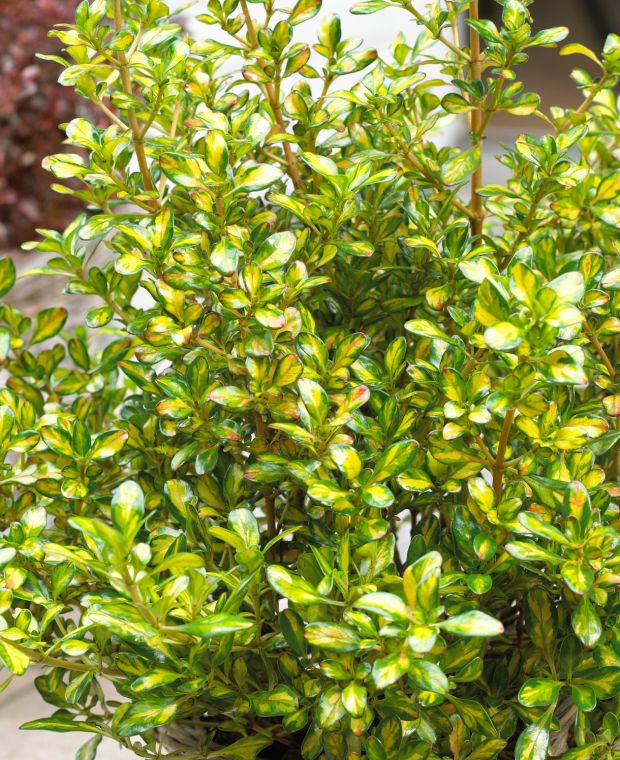 Colour Changing Coprosma Collection