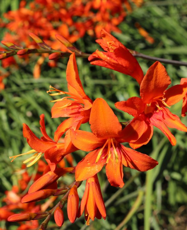 Caressing Crocosmia Collection