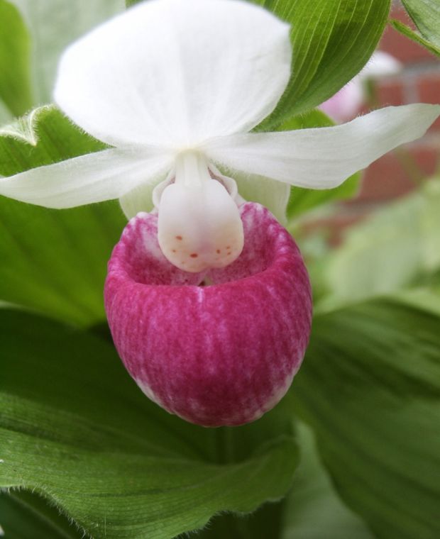 Cypripedium reginae