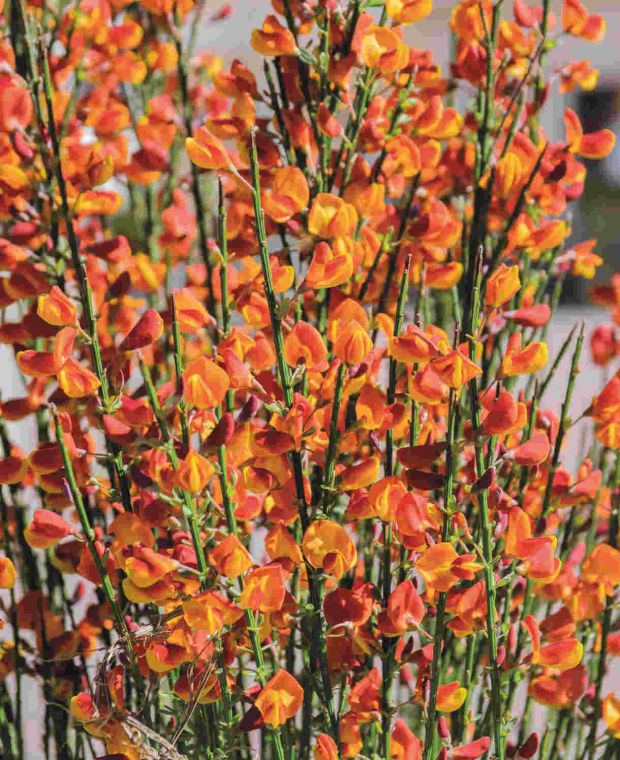 Sizzling Cytisus Collection