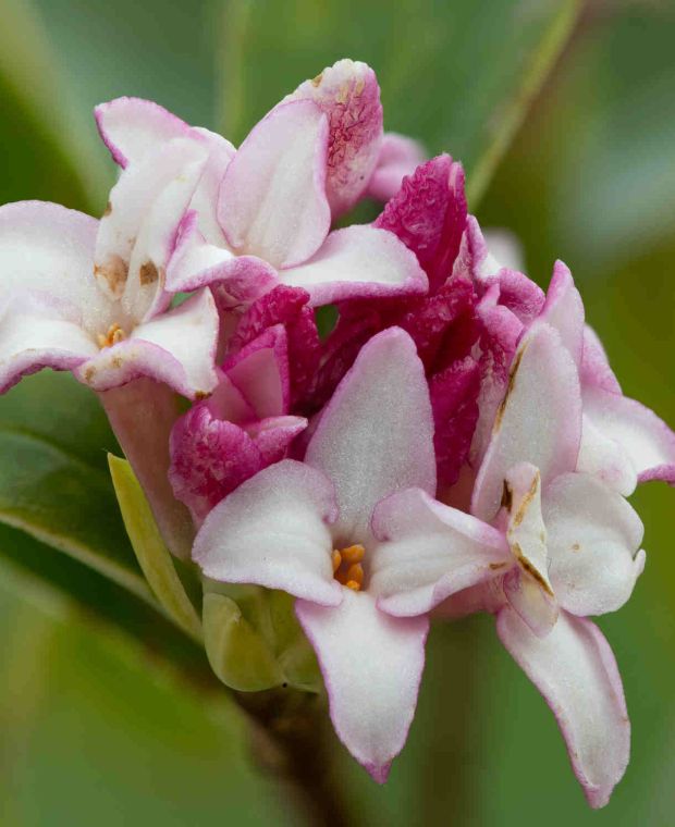 Daphne 'Perfume Princess'