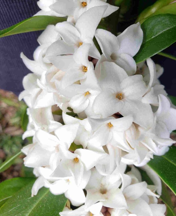 Daphne 'Perfume Princess White'