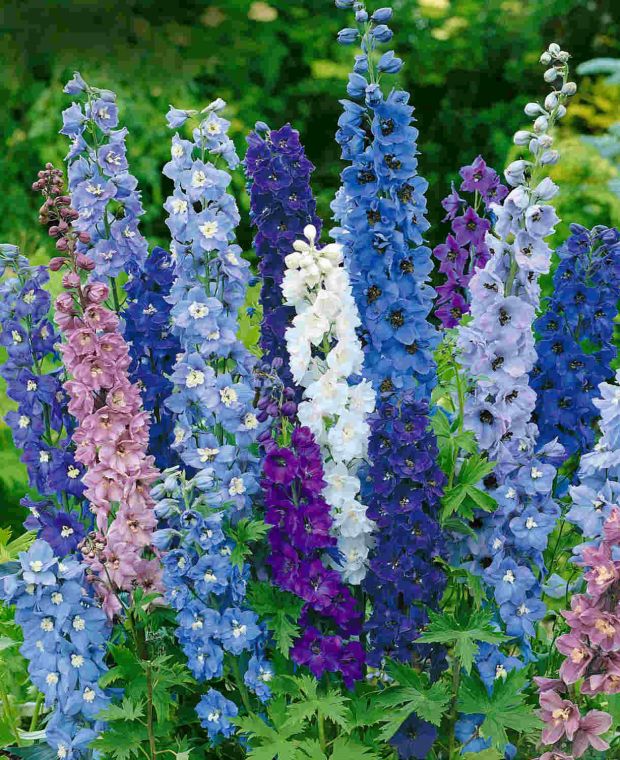 Delphinium Pacific Giants Mix (x18)