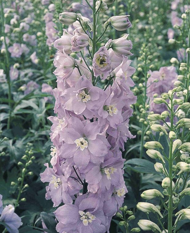 Stately Delphinium Collection