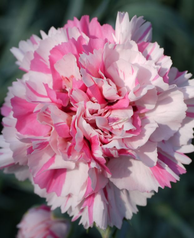 Delightful Dianthus Collection