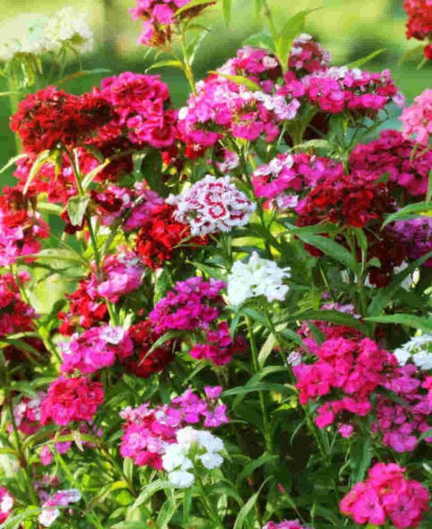 Dianthus Barbatus Mix