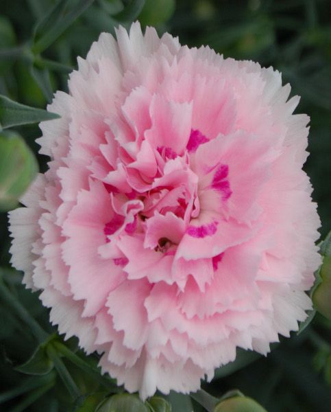 Dianthus Candy Floss