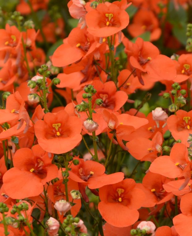 Diascia Bright and Breezee Collection