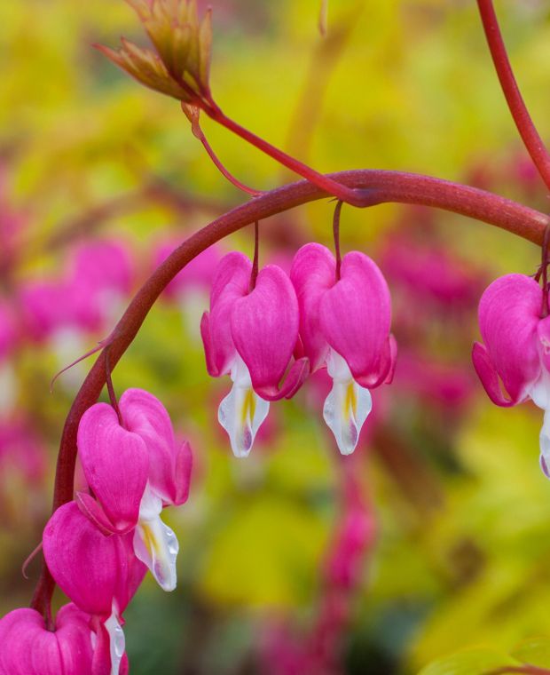 Dicentra spectabilis Gold Heart YP