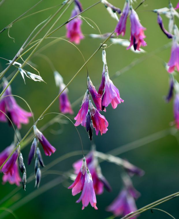Dierama Clustering Collection