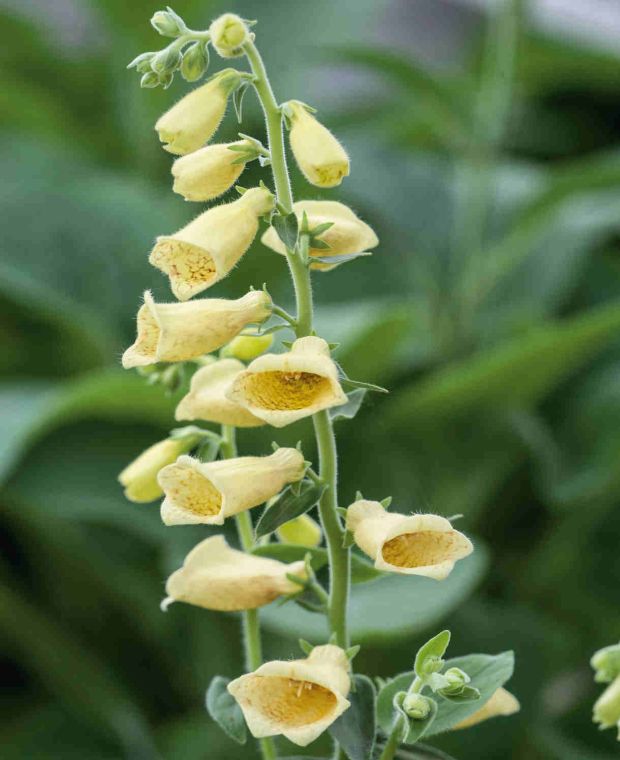 Ultimate Digitalis Collection