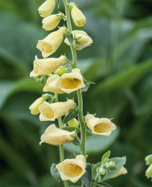 Dreamy Digitalis Collection