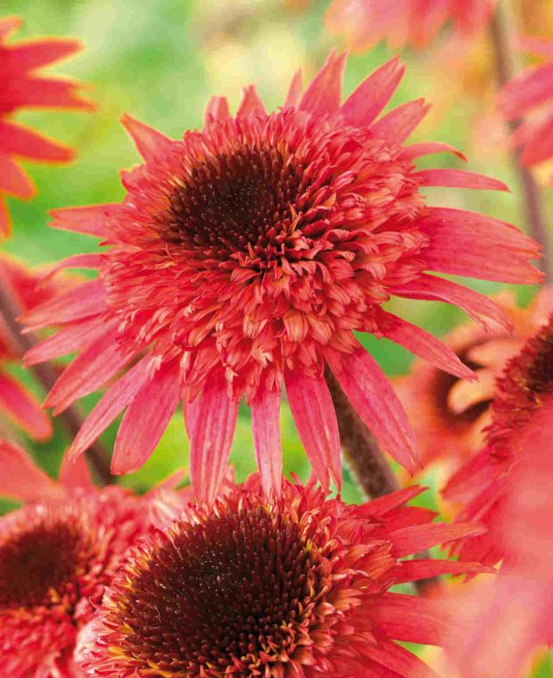 Fiery Echinacea Collection