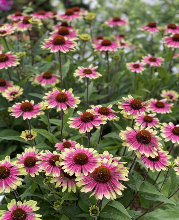Visionary Echinacea SunSeekers Collection 