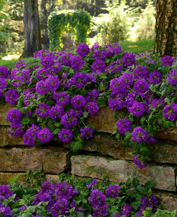 Verbena Endurascape Purple
