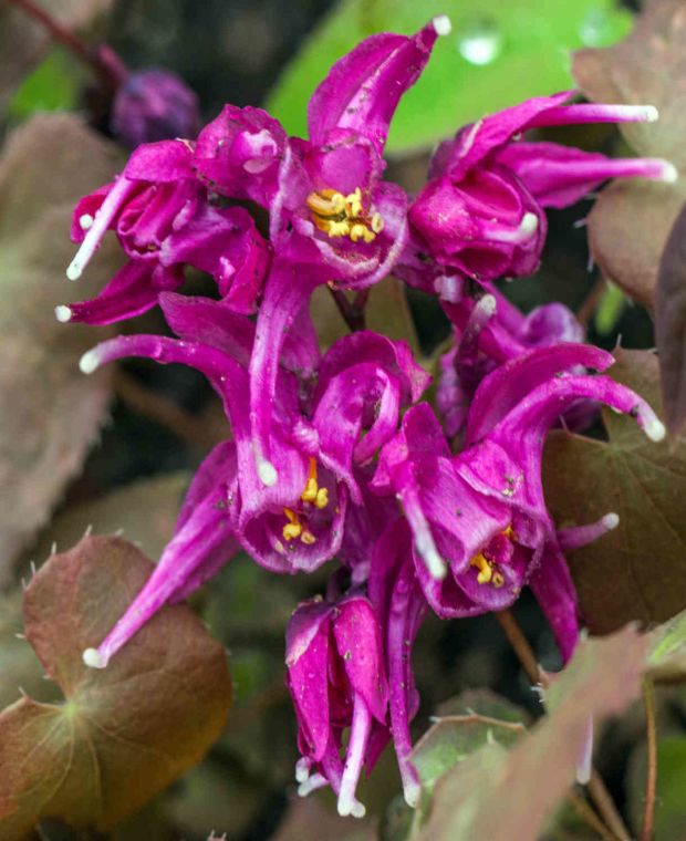 Epimedium Purple Pixie