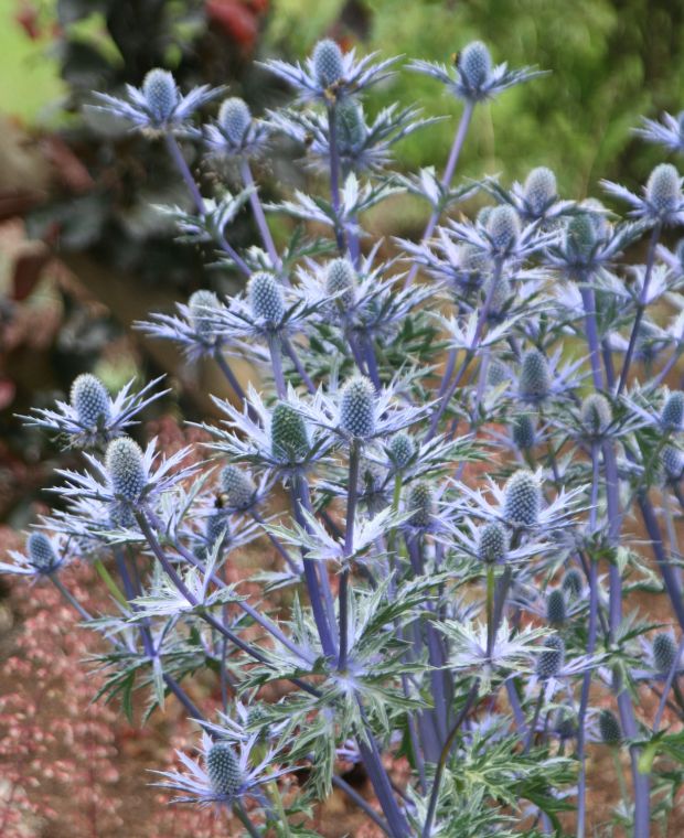 Electric Eryngium Collection