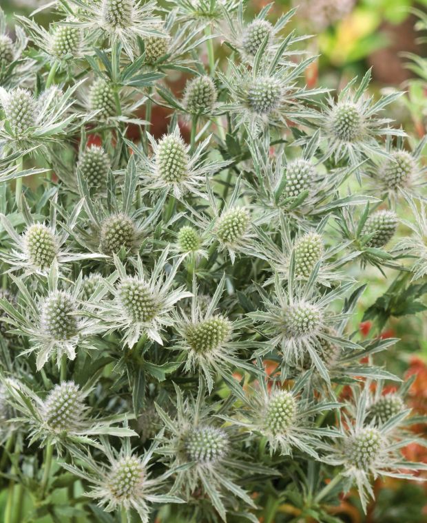 Perfectly Prickly Eryngium Collection