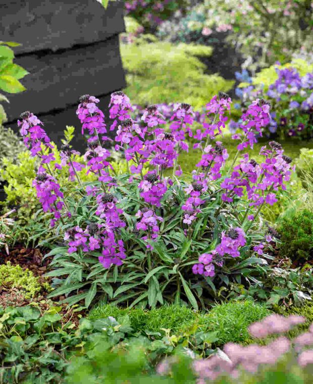 Easygoing Erysimum Collection