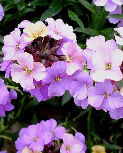 Erysimum Spring Flowering Collection 