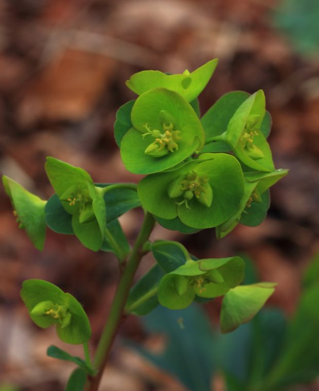 Euphorbia amygdaloides var.robbiae 