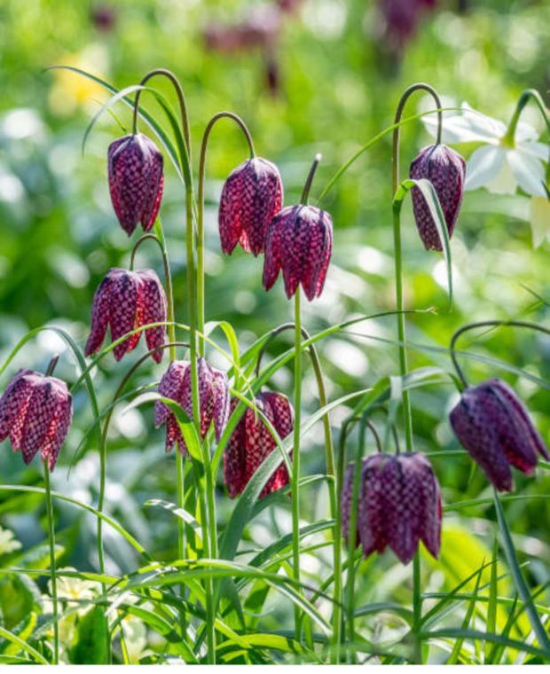 Tranquil Fritillaria collection